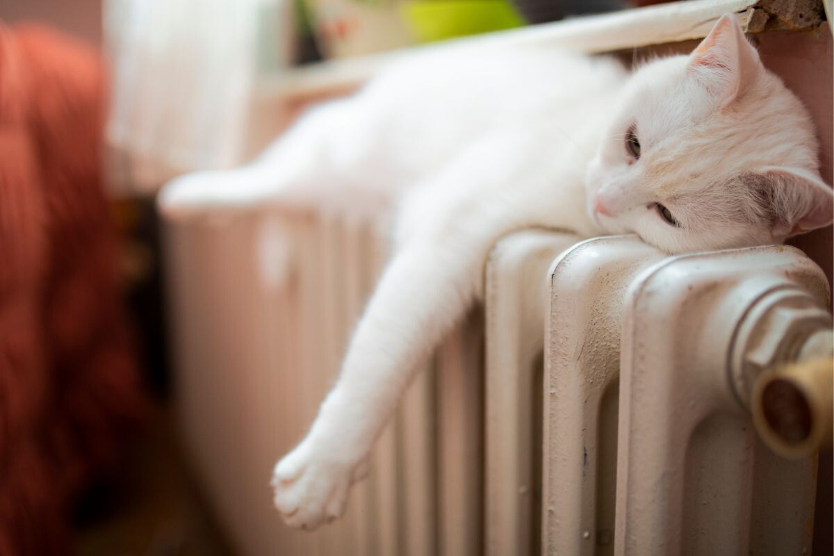 Кот греется на батарее
