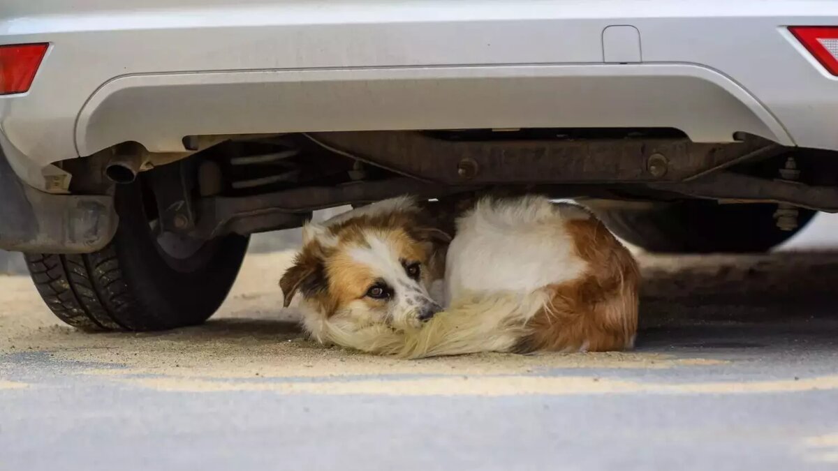     Источник: novostivolgograda.ru