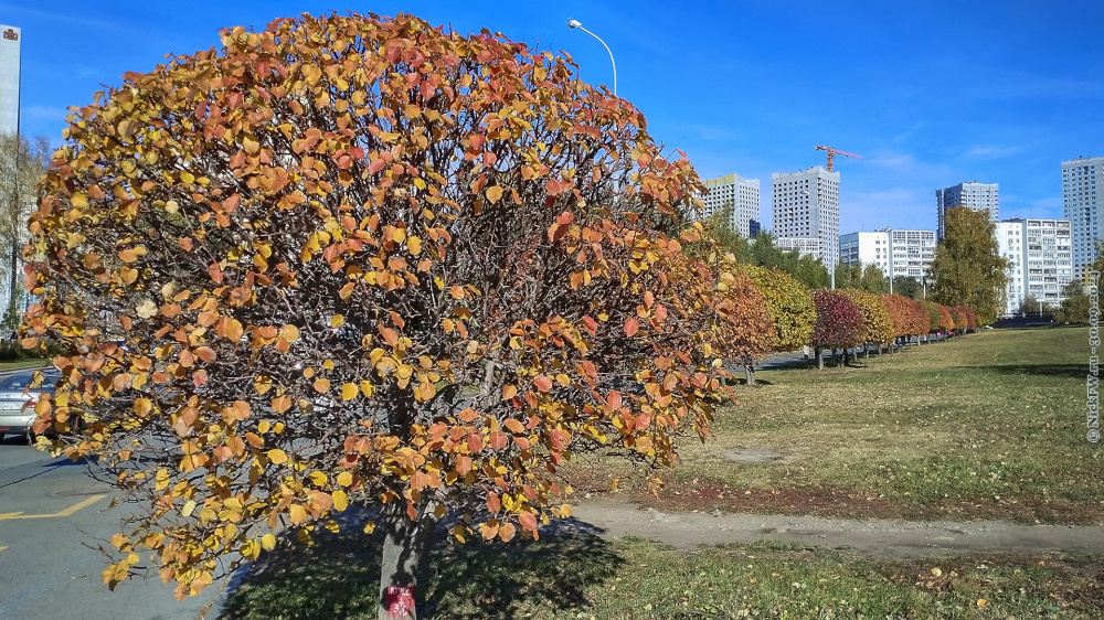 2. Разноцветные кустарники © NickFW.ru — 30.09.2024г.