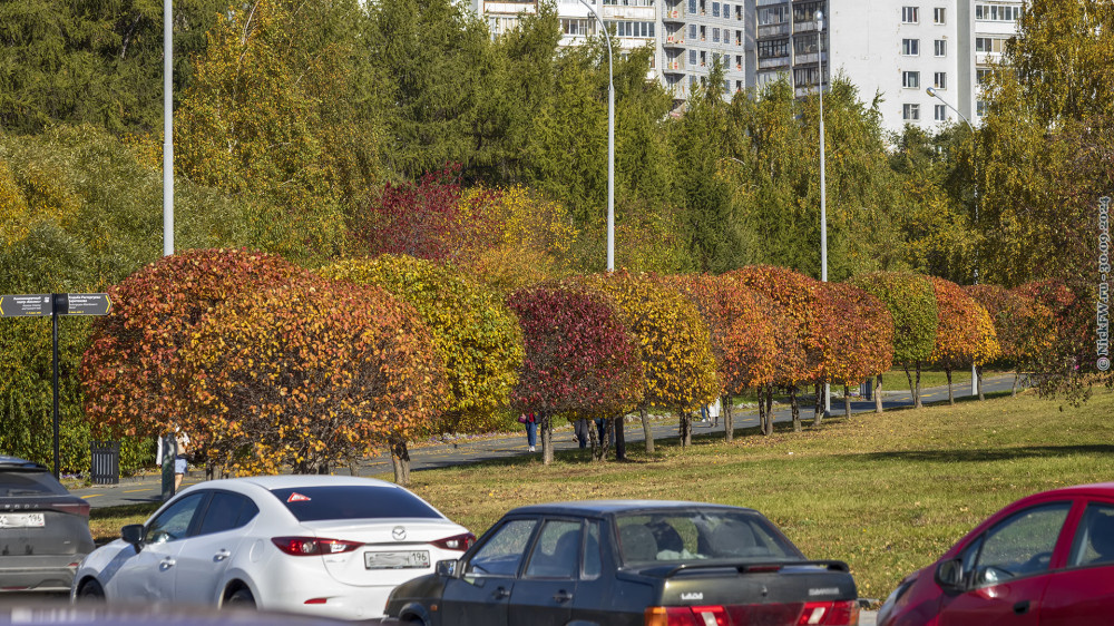 1. Разноцветные кустарники © NickFW.ru — 30.09.2024г.