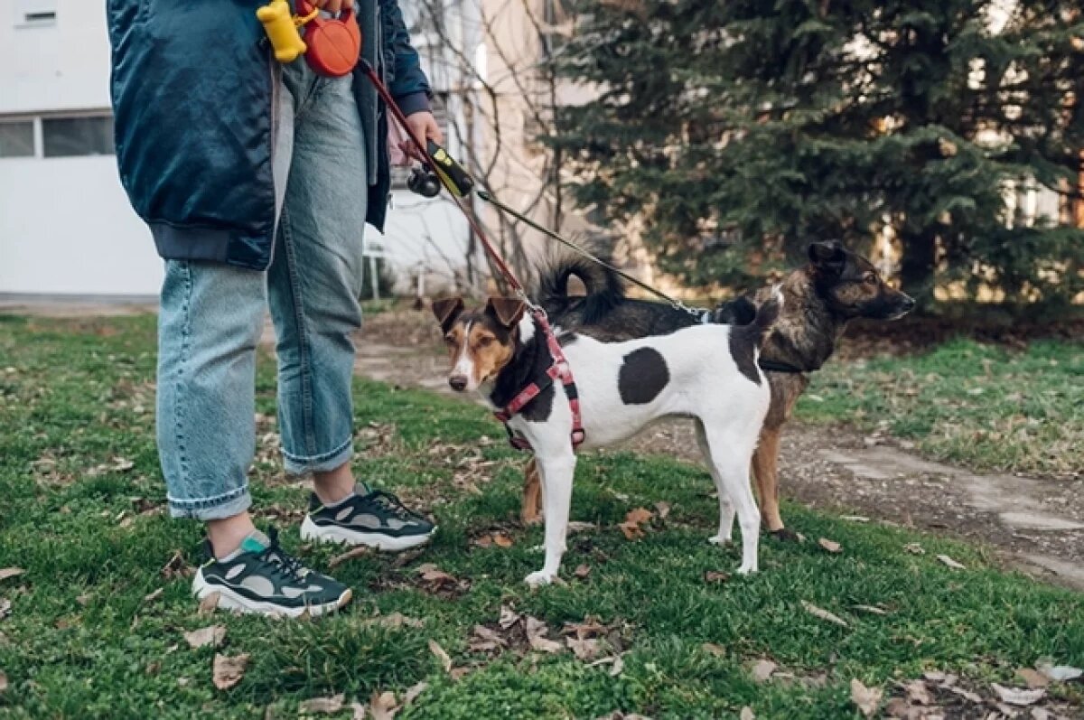    Кинолог Фокин: доверие между хозяином и собакой легко разрушить