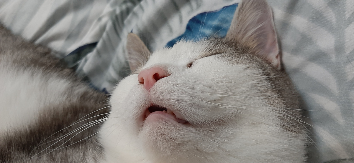 Кот Мишка заснул крепким сном
