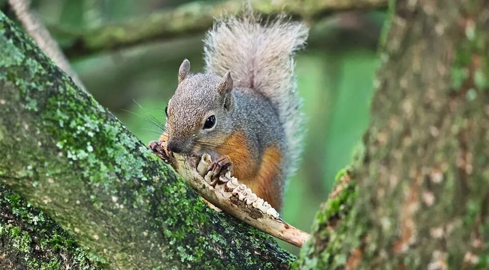   Kenji Suetsugu and Koichi Gomi / Frontiers In Ecology and the Environment, 2024