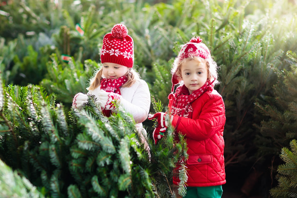    Фото: FamVeld / Shutterstock.com