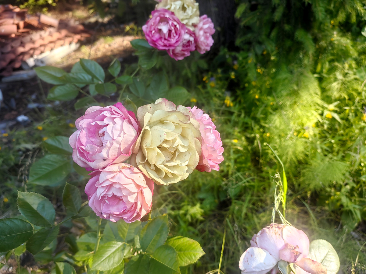 Акрополис. Фото июль. 