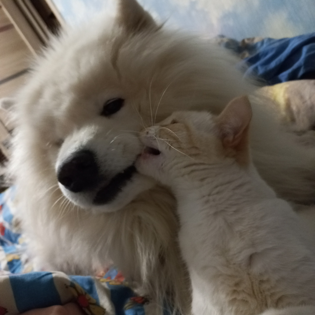 А цены-то кусаются! (Котяра бывает кусачий только от жизни с собакой😻💕🐶