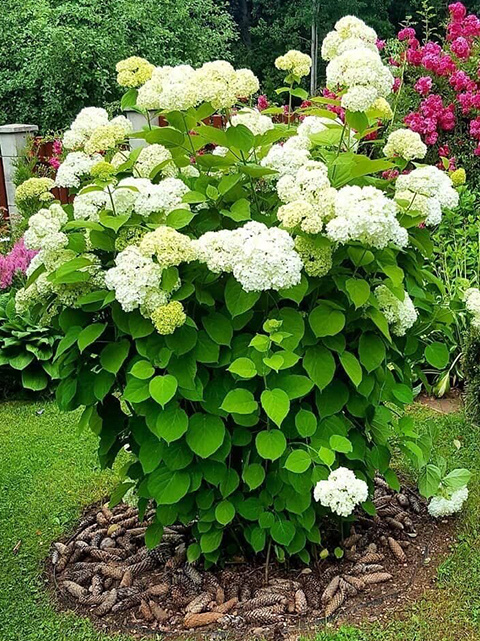 Гортензия древовидная