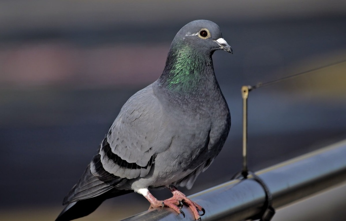    За все время людьми было выведено около 800 пород голубей. Источник изображения: infopovod.ru