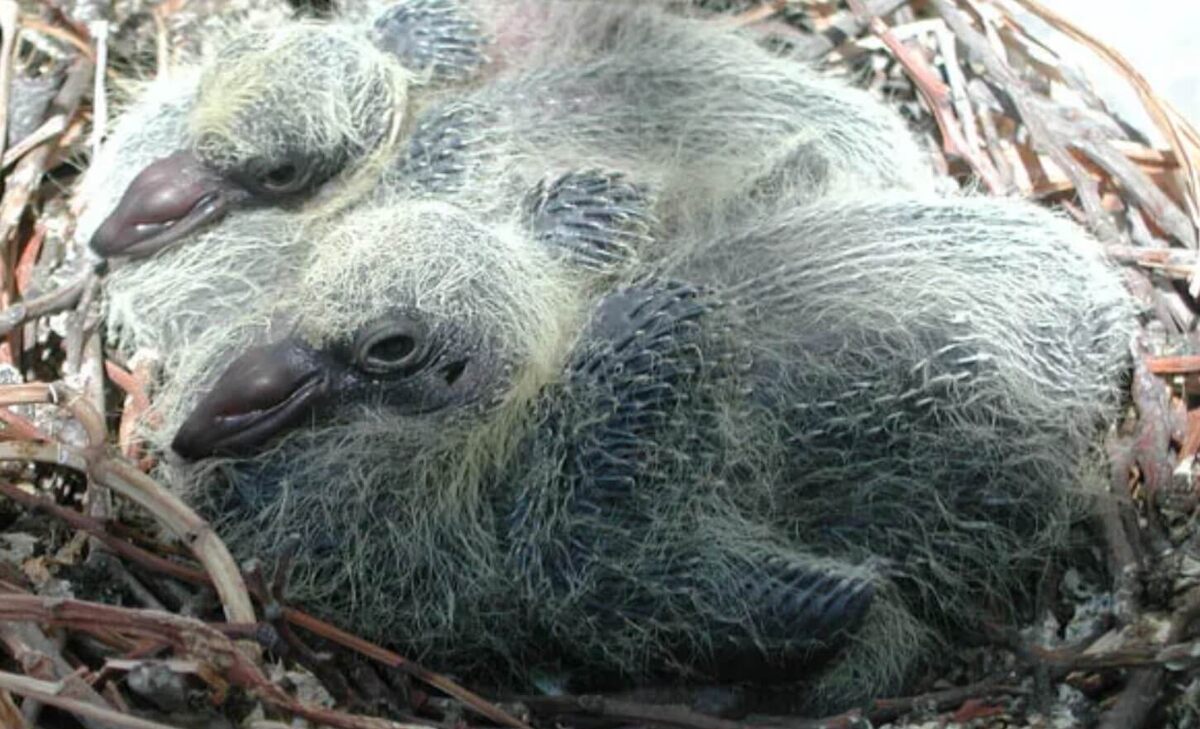    Птенец голубя. Источник изображения: Pinterest