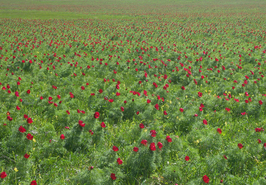 Цветение Лазориков Paeonia tenuifolia в Ставропольской степи.