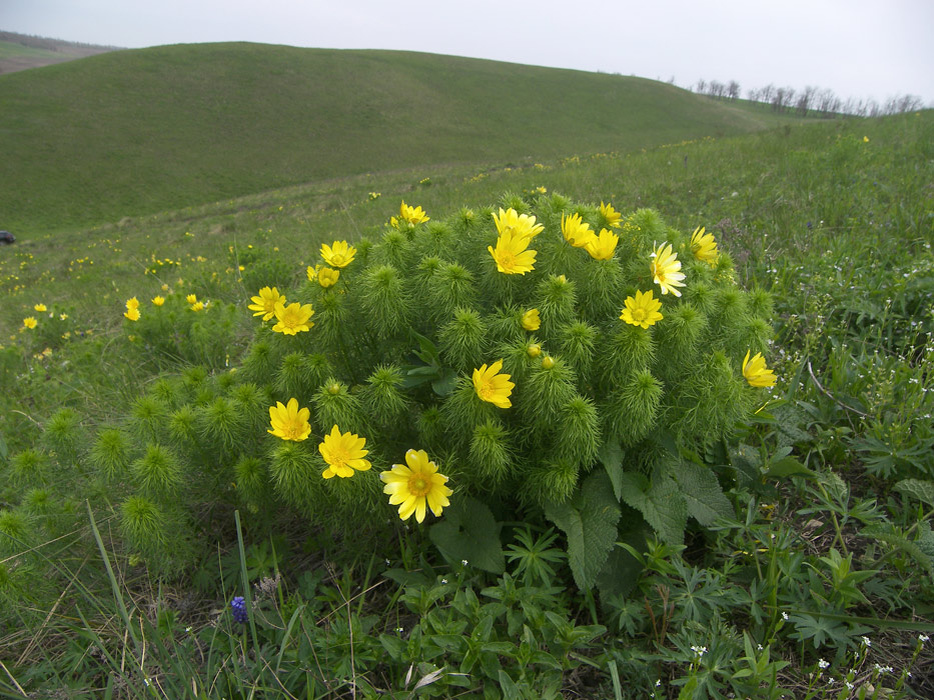 Адонис весенний Adonis vernalis в Ставропольской степи.
