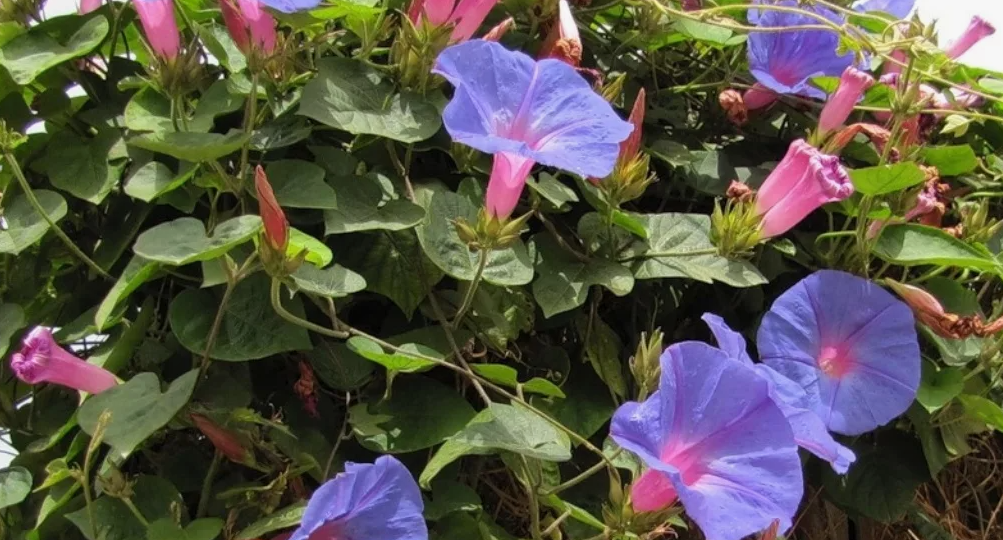 "Думал красивое растение, а оказалось за него срок дают": 4 растения, которые запрещено выращивать на участке в 2025 году