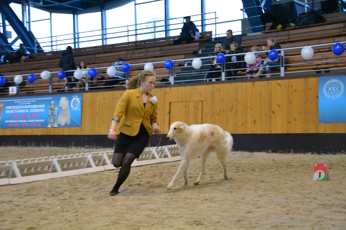 Двойной контроль. Выставляя собаку, хендлер не забывает смотреть и на судью