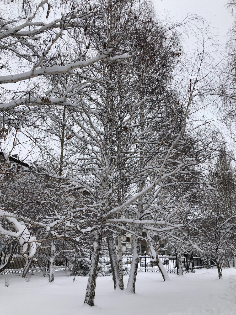 Нападал снег ночью с понедельника на вторник в городе, второе фото - в лесу
