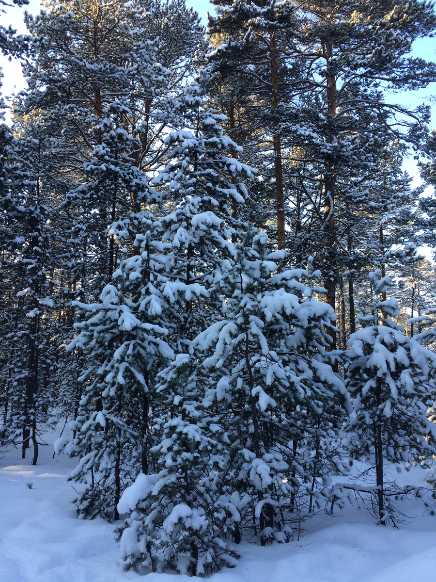 В лесу в Горячинске, там сосны прямо в небо. Февраль 2020