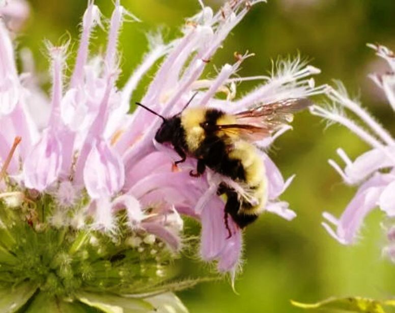Bombus fervidus