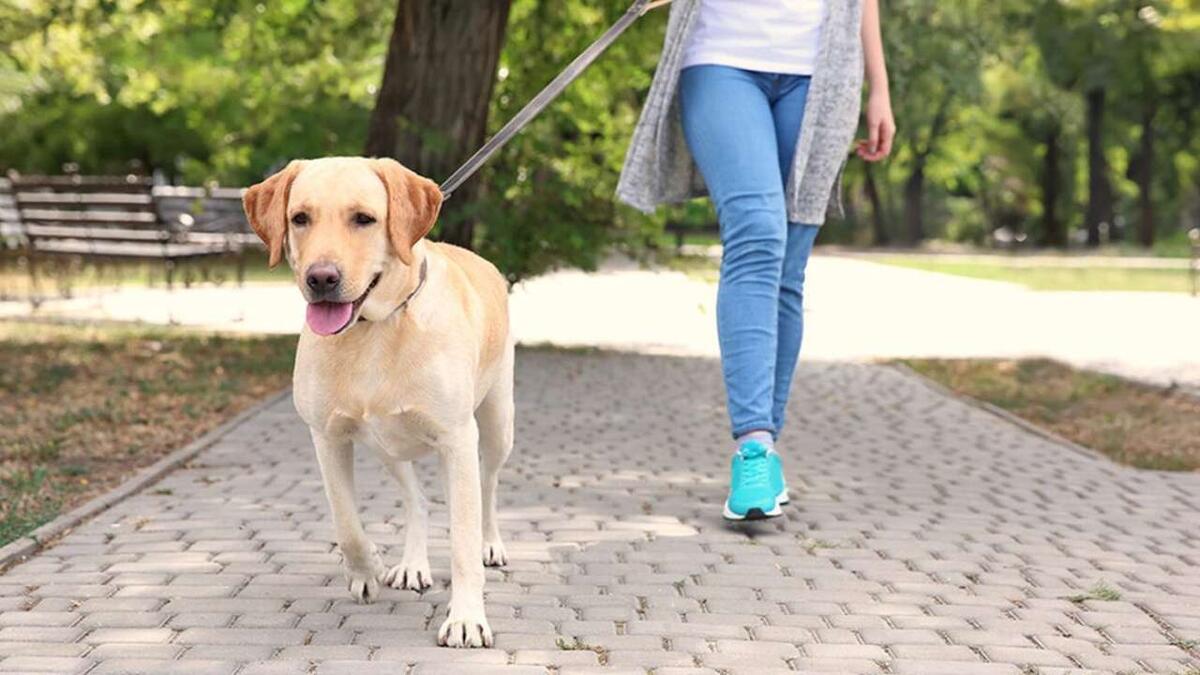    Госдума одобрила ужесточение штрафов за нарушения в содержании животных