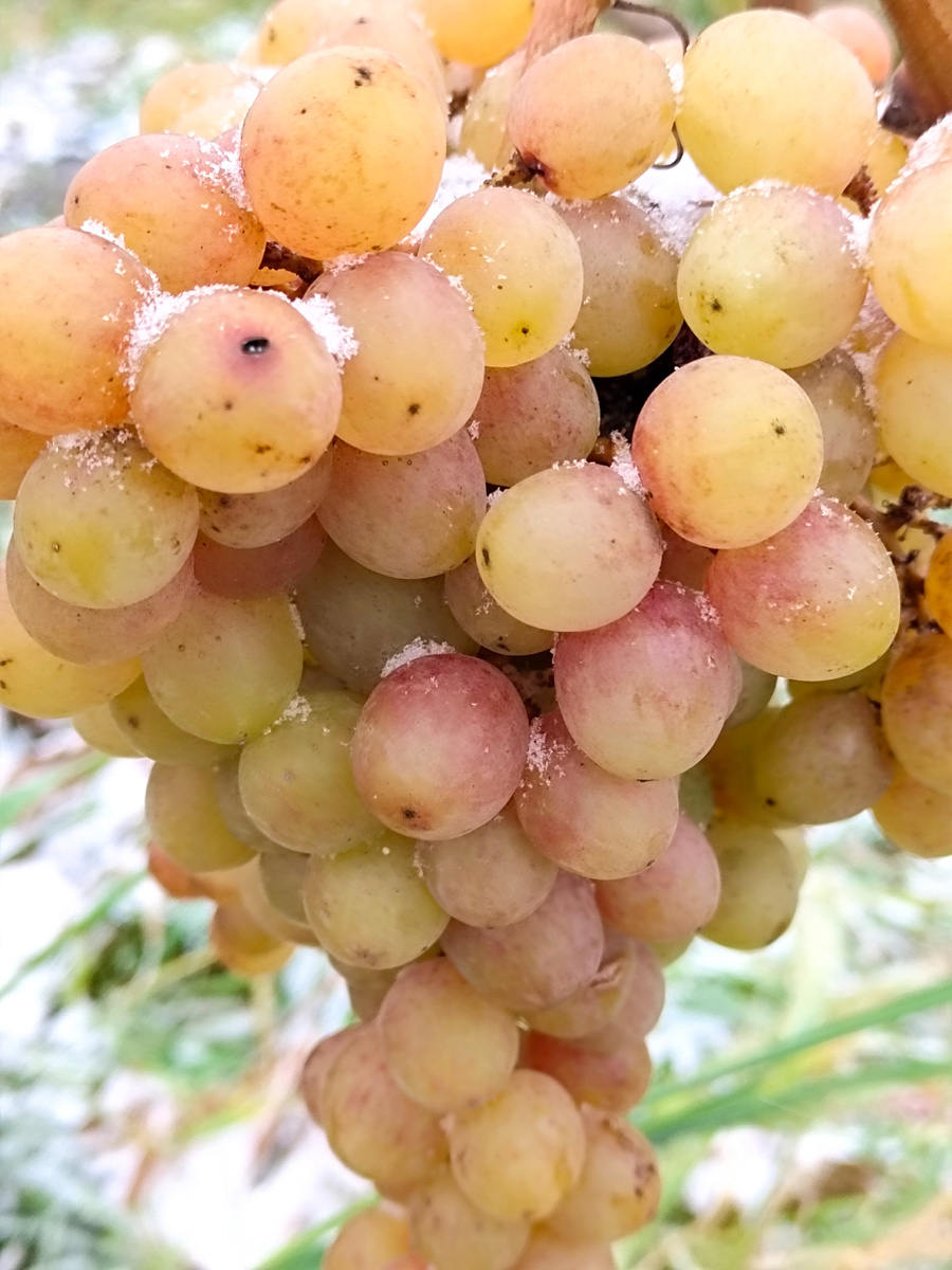 Гроздь винограда Гурман 3-6