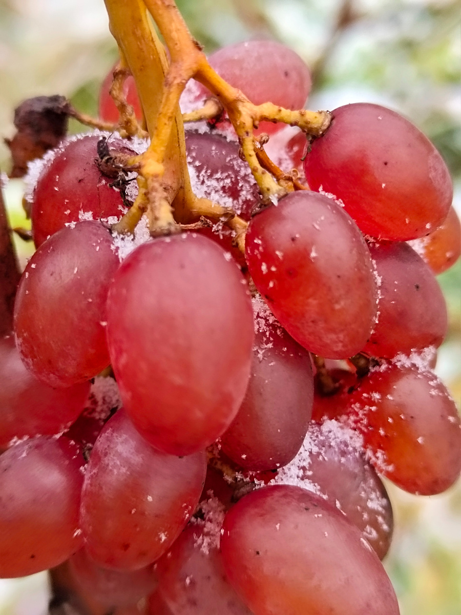 Ноябрьски Юбилей херсонского "Дачника" 