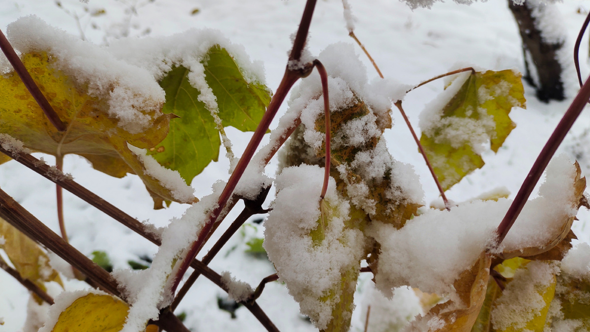 Скоро зима... 