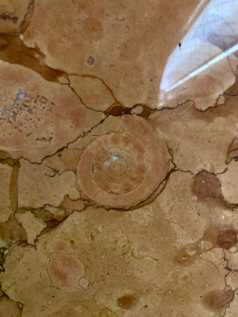 Аммонит на станции Парк Победы