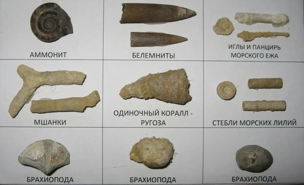 Коллекция окаменелостей, военный антиквариат ww1943.ru