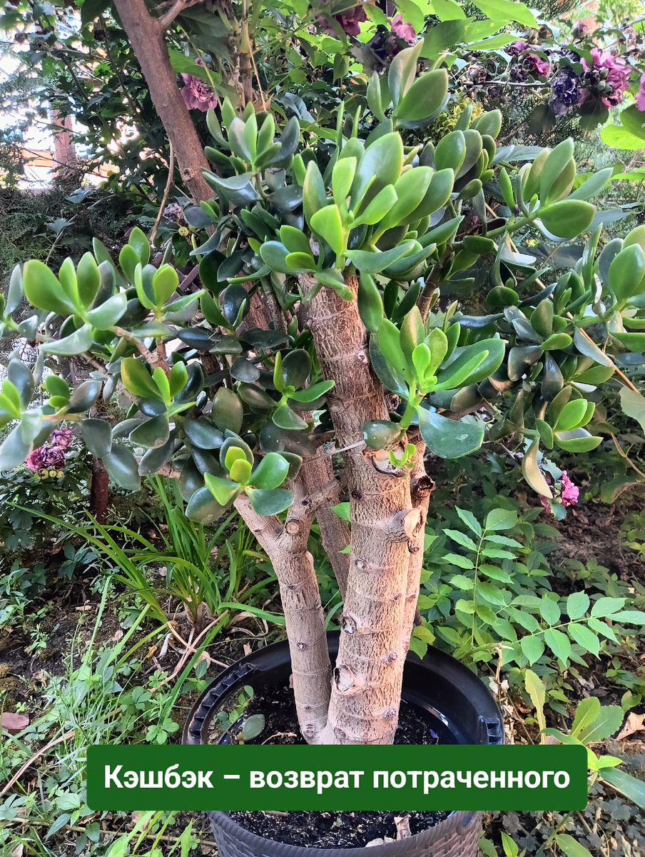 Толстянка 😉