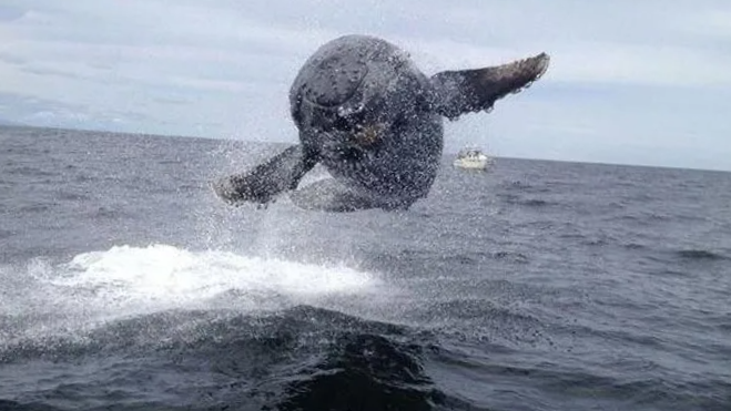 Битва начинается!