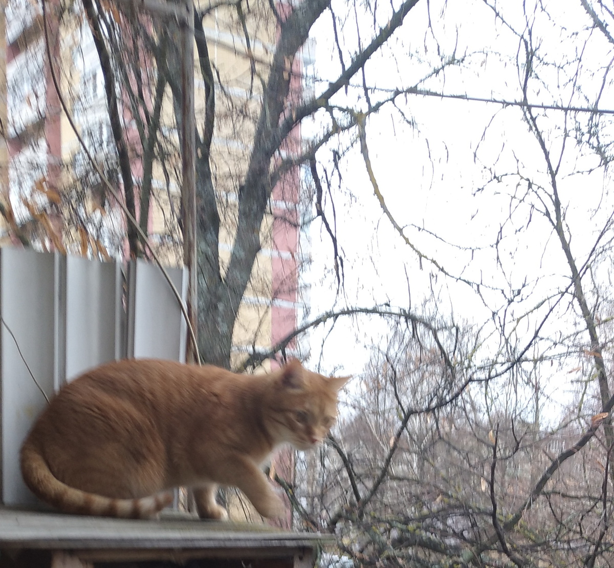 Личное фото