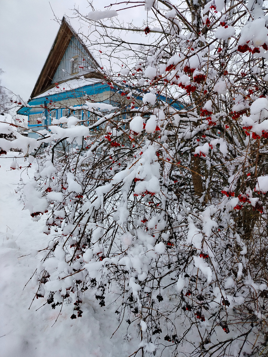 Куст калины возле дома, что от нас неподалеку. Фото сделала когда ехали из райцентра 