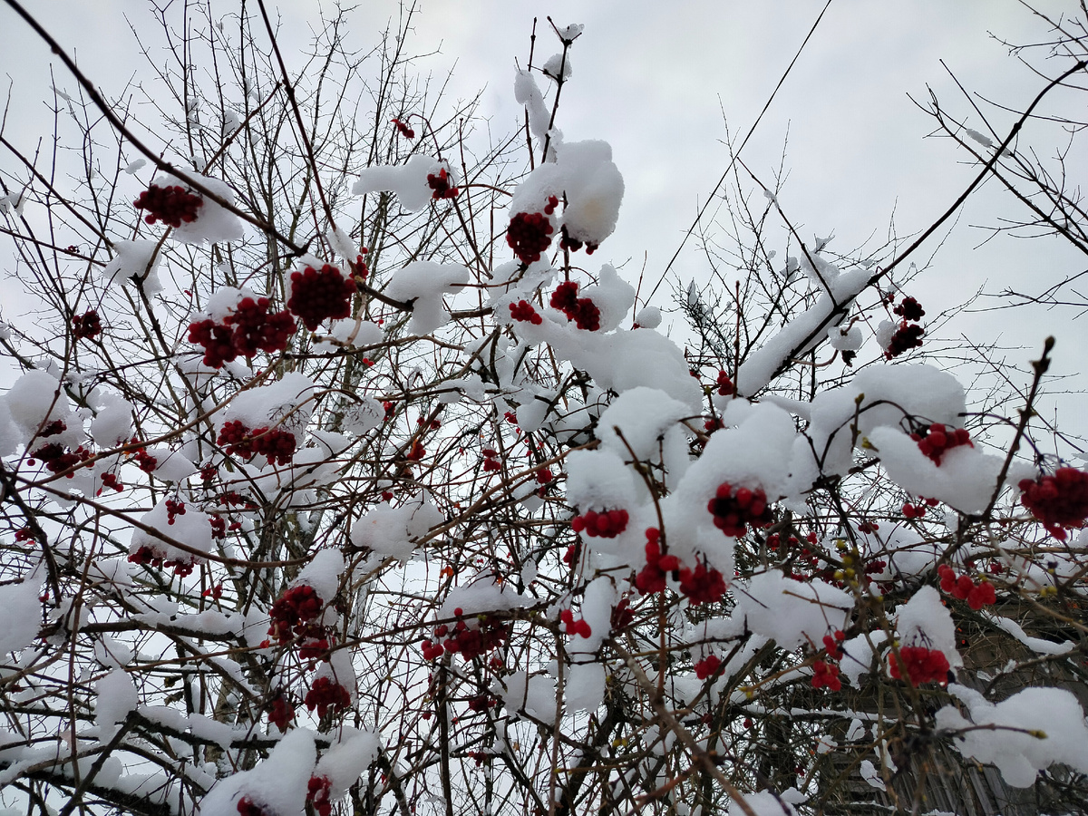 Калина. Ноябрь 