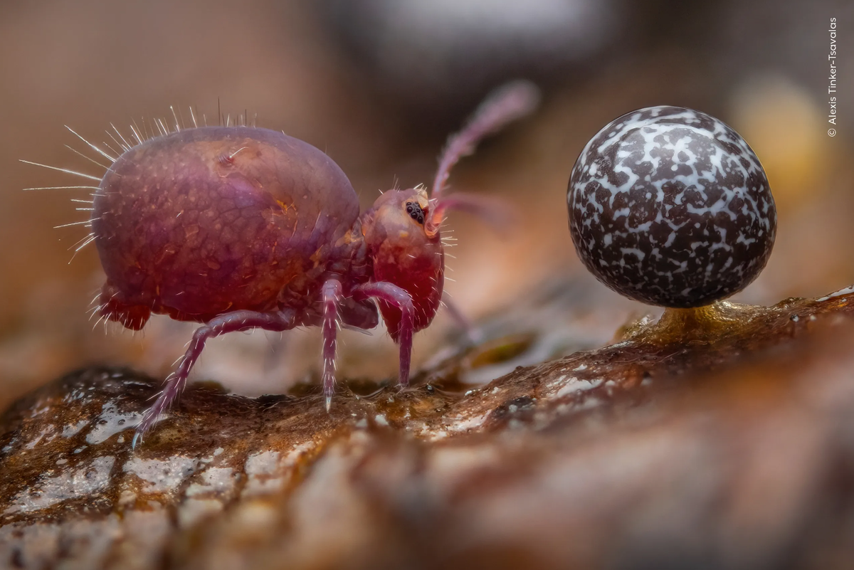 Alexis Tinker-Tsavalas