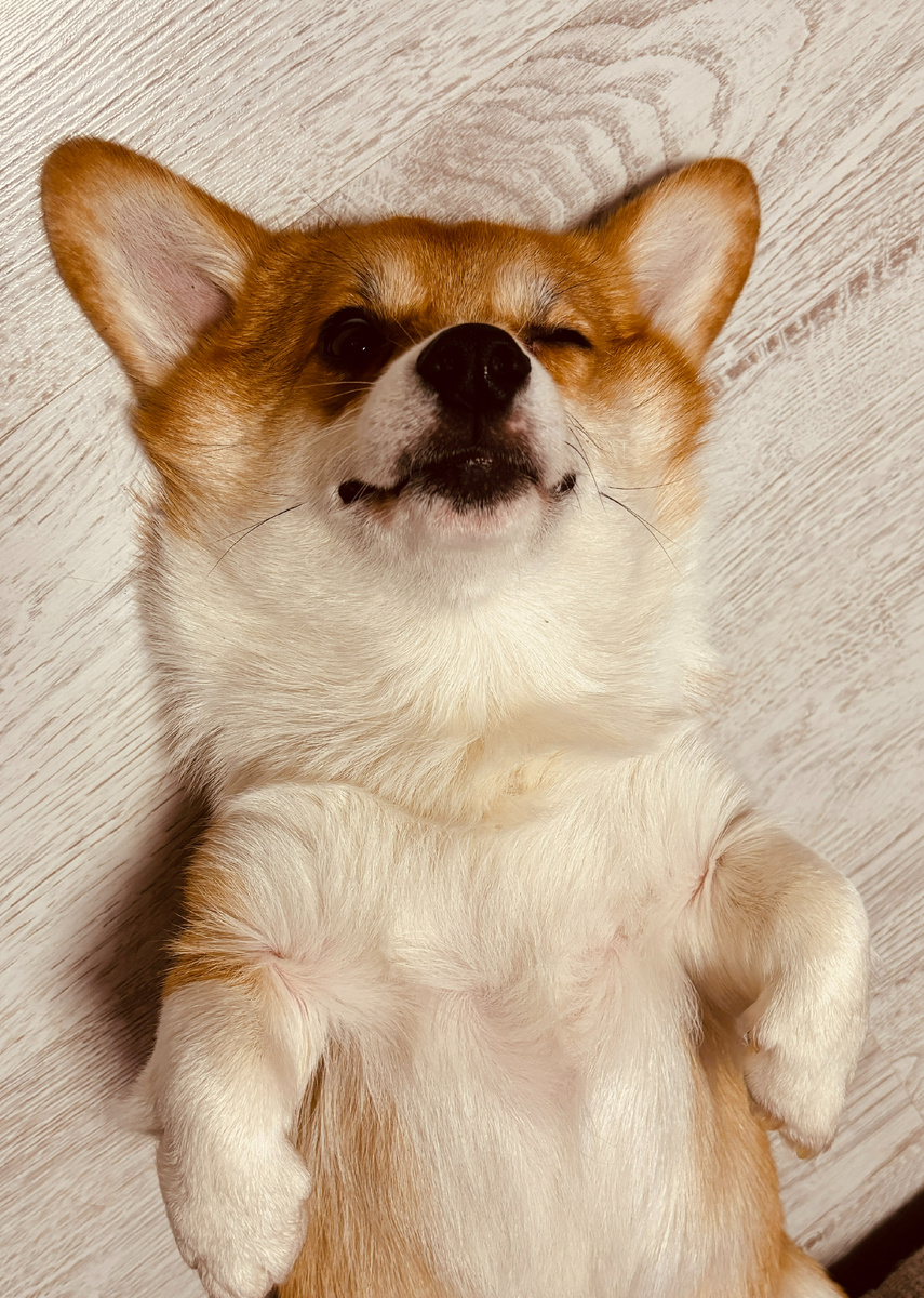 Малыш Бакс-большие уши