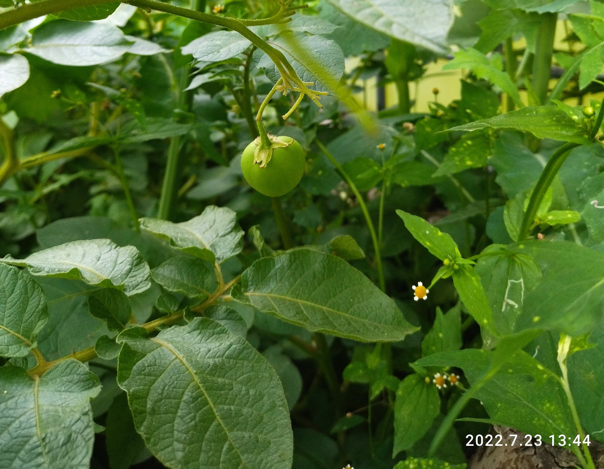 Бульбочка на Шарвари Пирошка