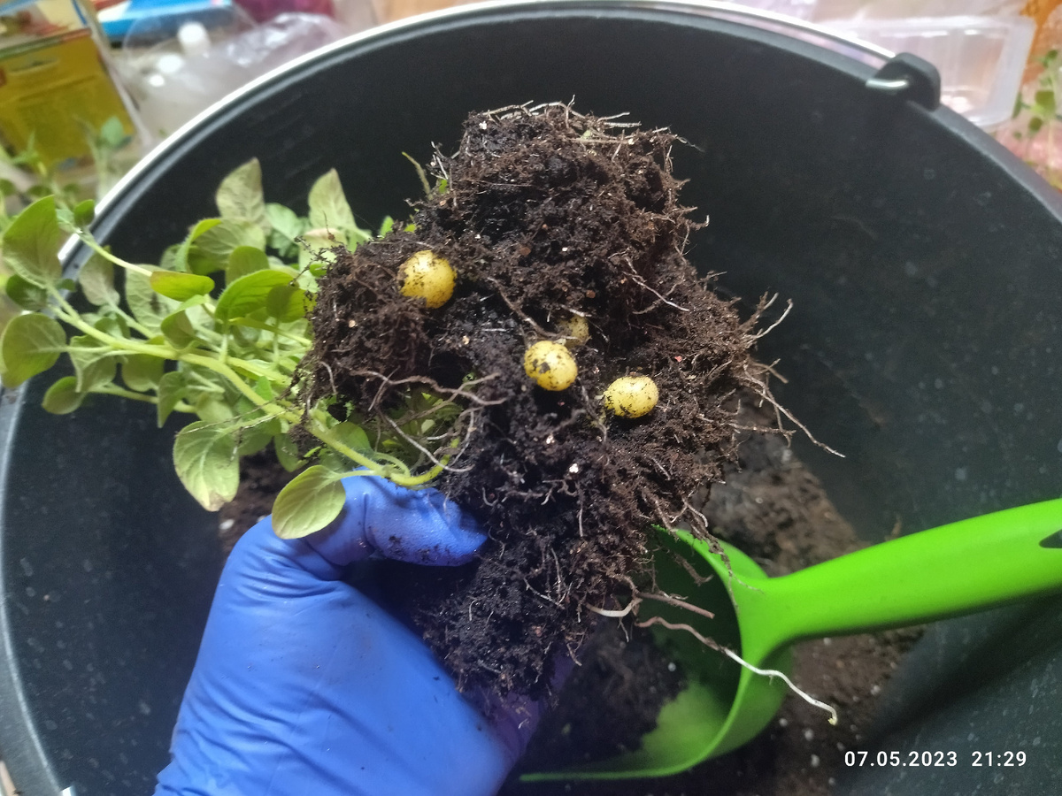 При пересадке в прошлом году из рассады семян