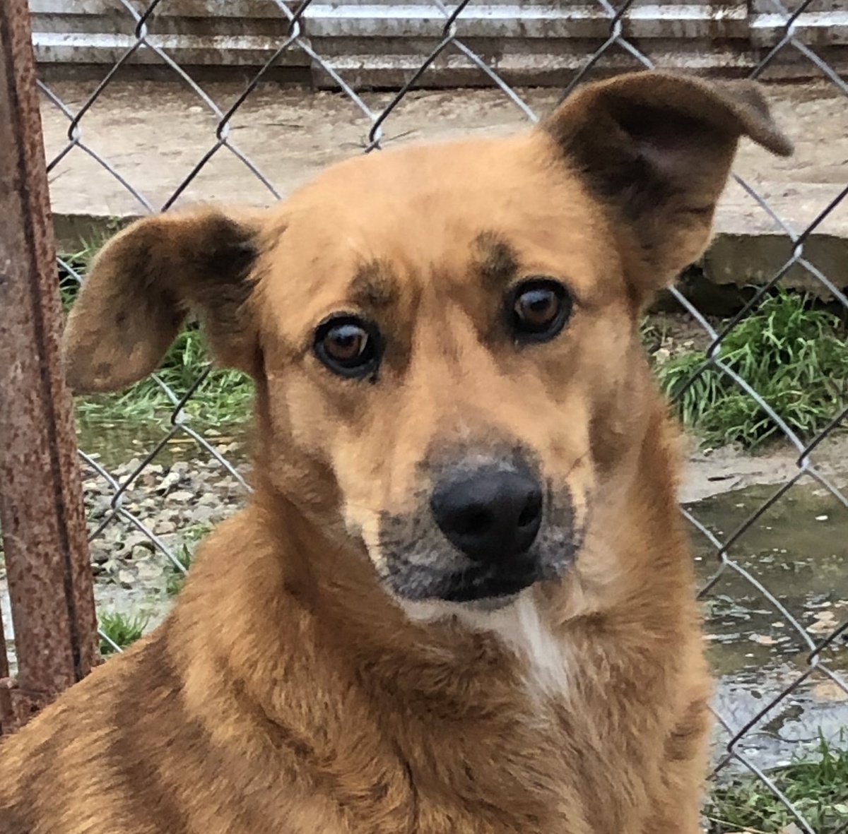 огненно-рыжая крастока с глазами цвета виски ищет дом.