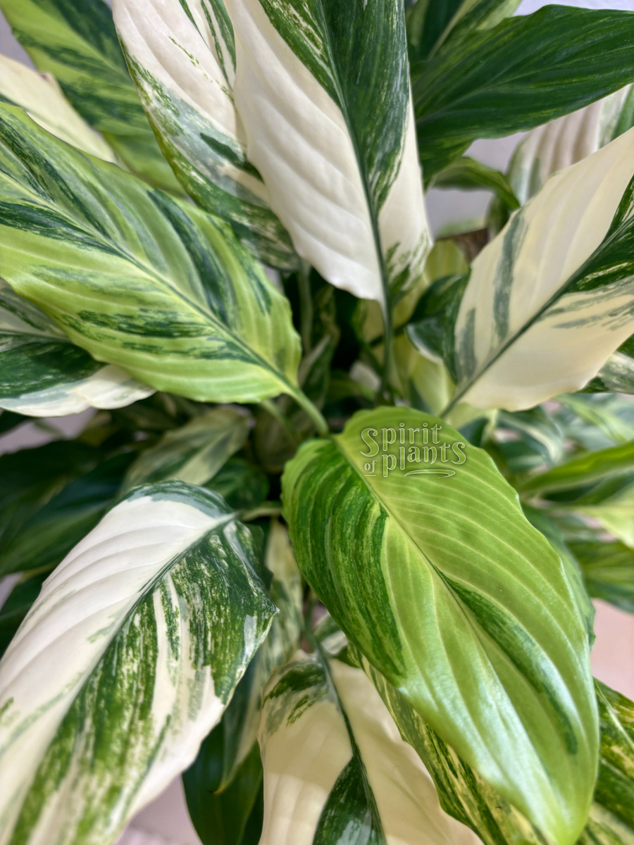 Спатифиллум Мун Шэдоу (Moon Shadow)