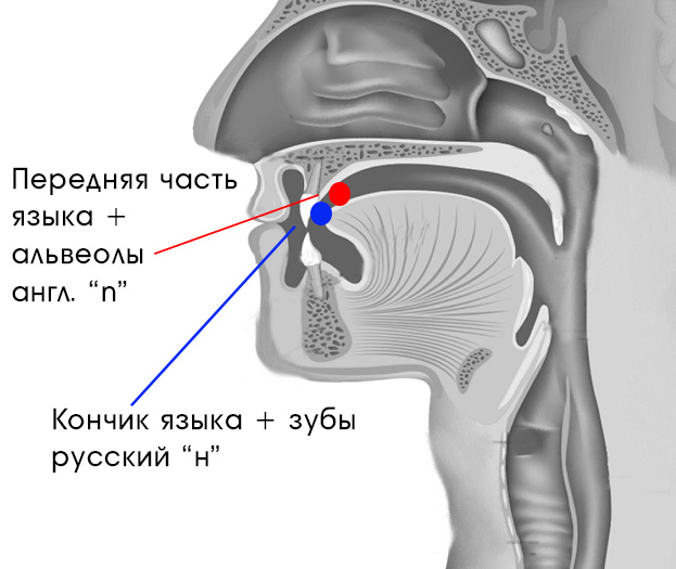 Положение русского звука "н" и английского звука "n". Школа вокала Юлии Кантонистовой