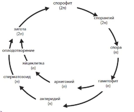 Общая схема жизненного цикла растений