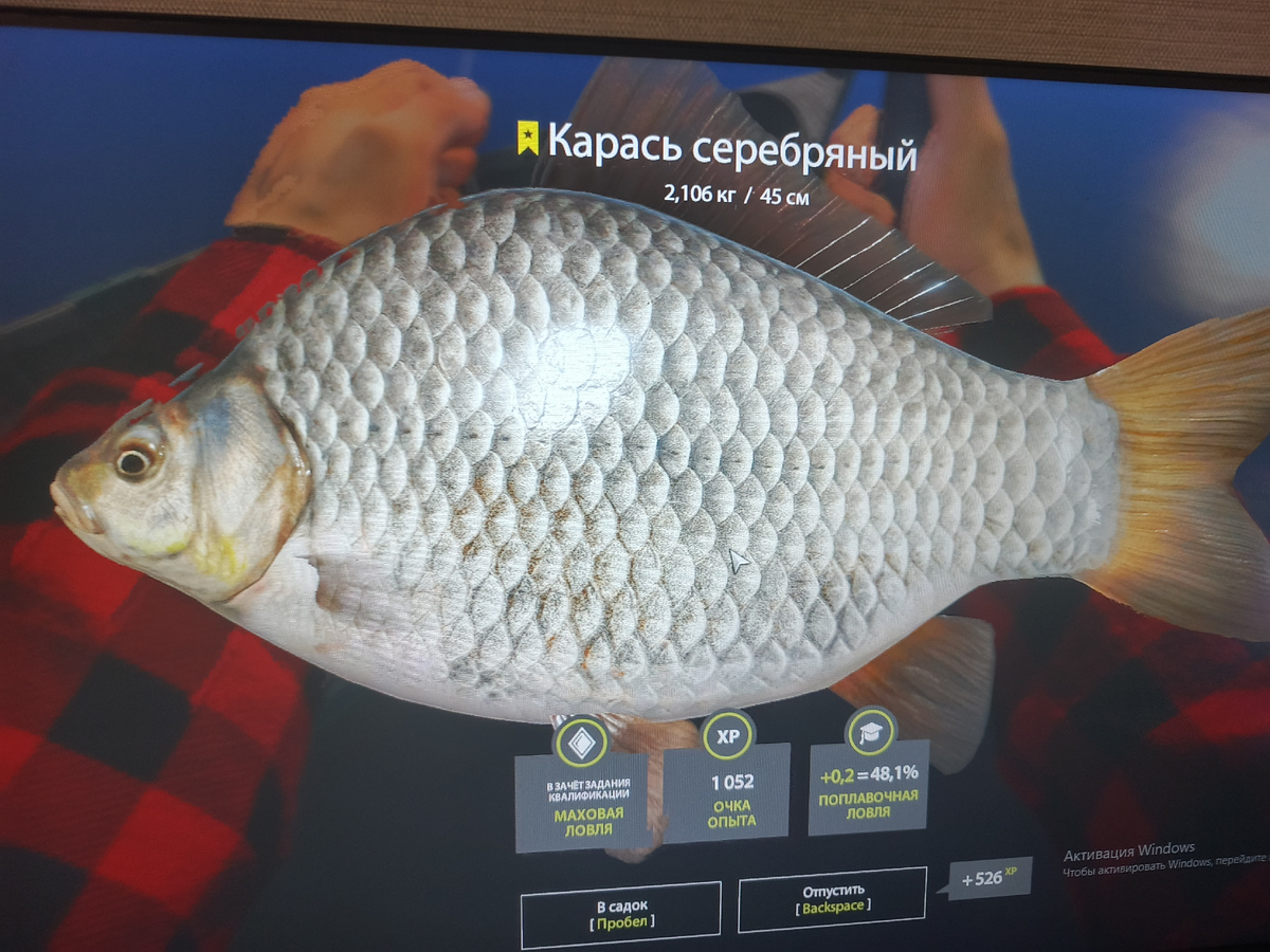 Вот это да трофейный карась, я не думал чтоб прям такой большой клюнул