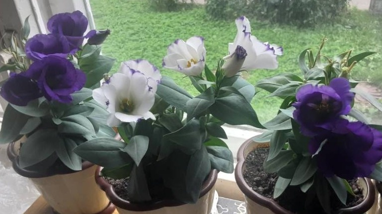 Проверил два метода с эустомой. Результат выращивания трех растений на балконе