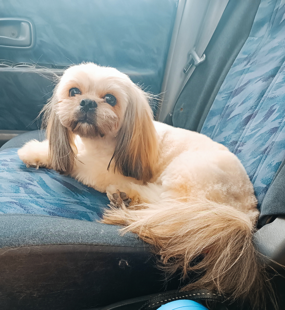 Леся - ши-тцу