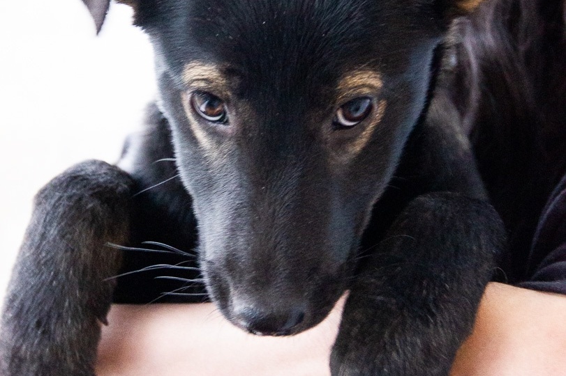 Впереди холода и зима. А малышей выбросили прямо на кладбище.