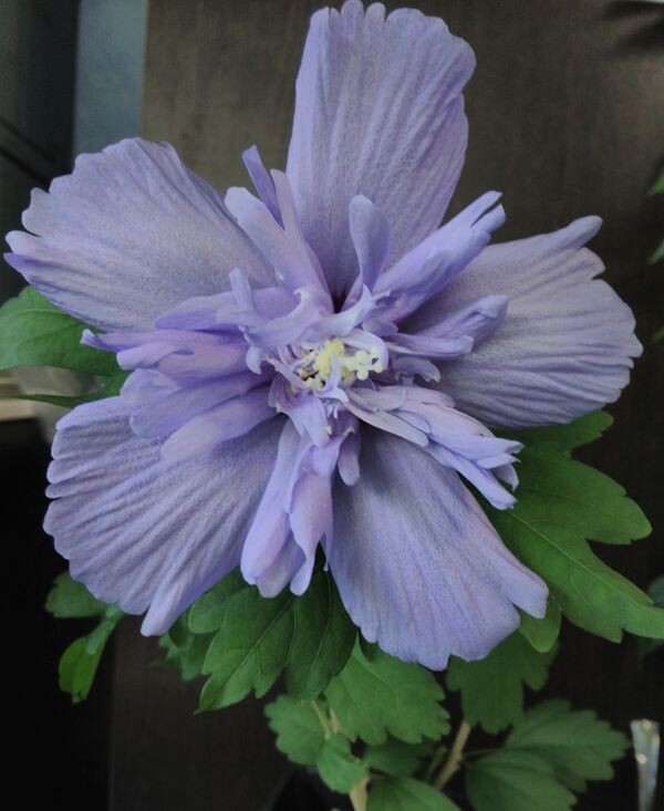 Сирийский Гибискус "Блю шифон" (Голубой шифон) - моё фото