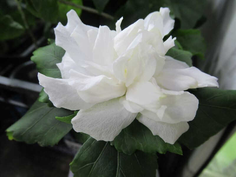 Сирийский Гибискус "Уайт шифон" (Белый шифон) - моё фото