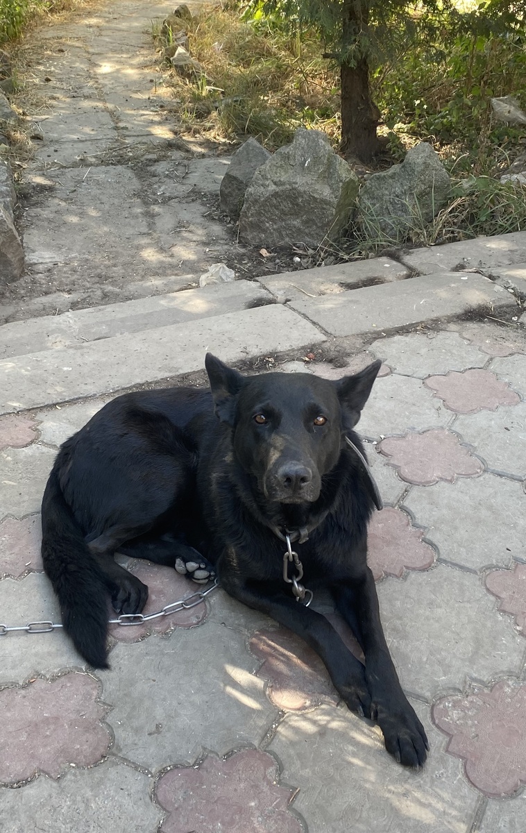 Арестант Джина