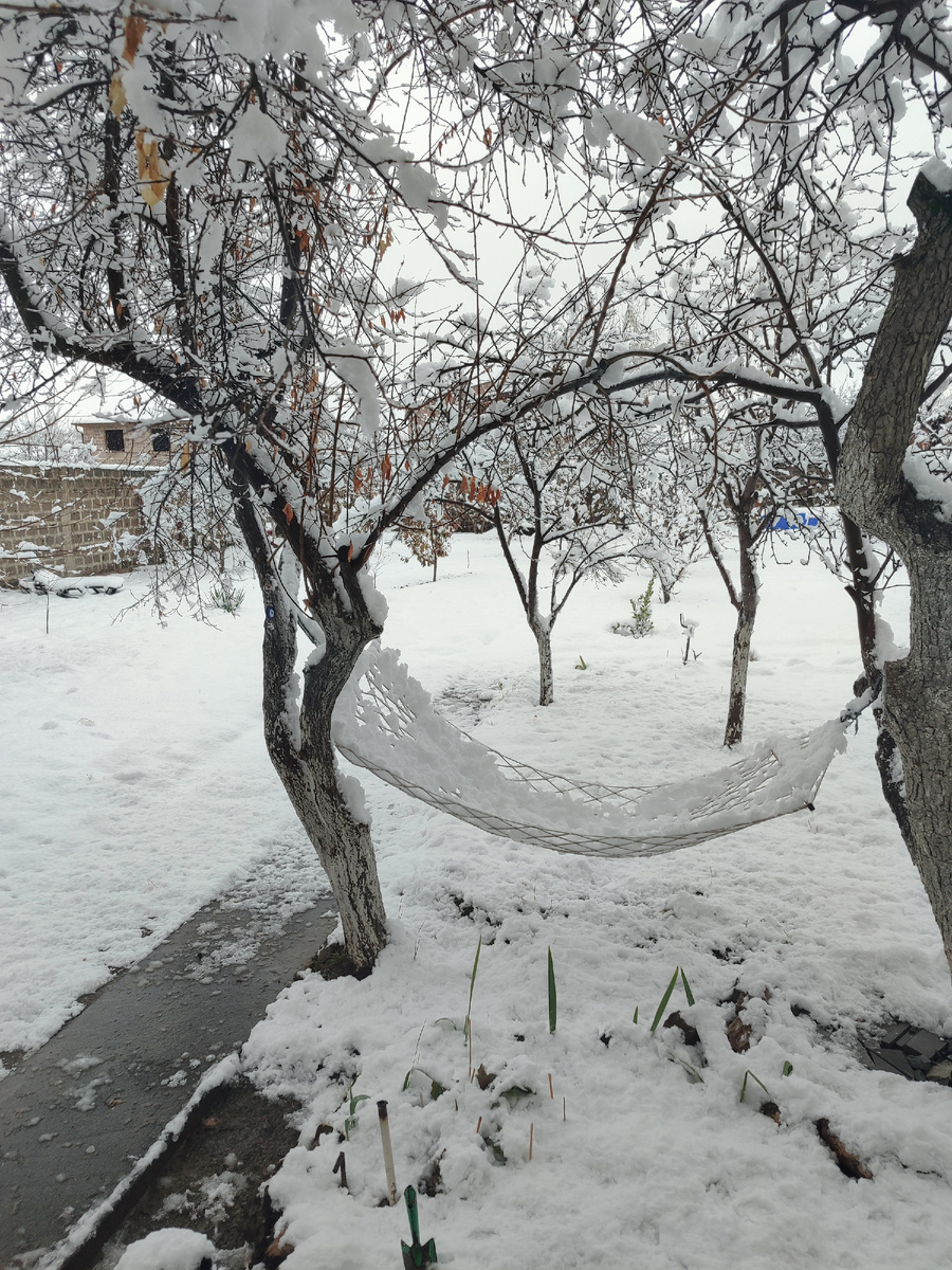 Мой зимний сад