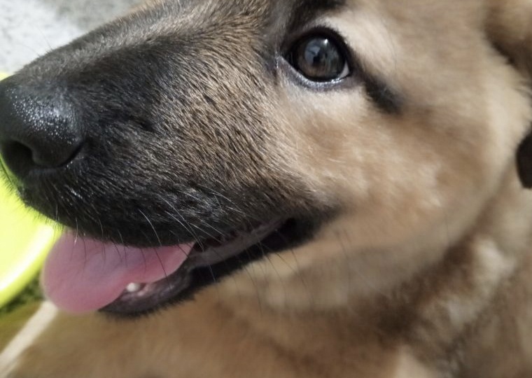 Четыре щенка Лесси и Мухтар с Лесной передержки уехали домой. В приюте - 5