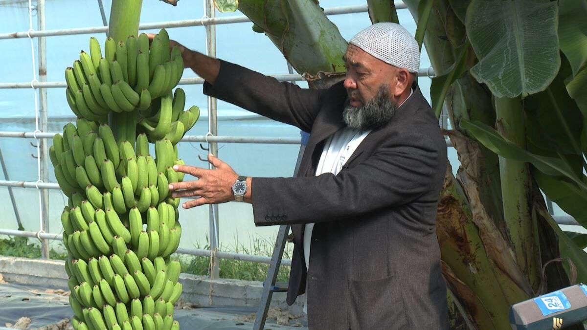 Банановая ферма в Казахстане работает с 2023 года. Вот такие плоды, неплохо