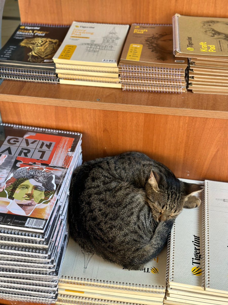 Коты здесь спят где им заблагорассудится